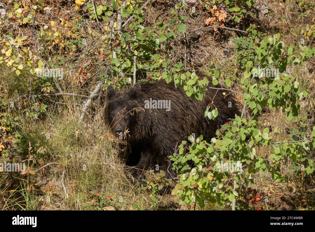 Grizzly bear cub 'hiding' behind some grass stalks, Chilko River, BC Stock Photo