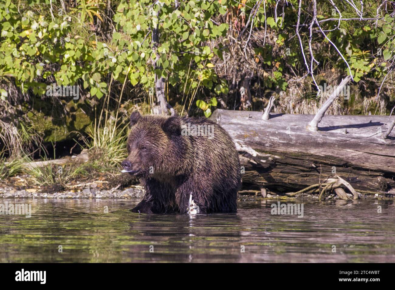 Young grizzly bear snacking on a piece of dead salmon, Chilko River, BC Stock Photo