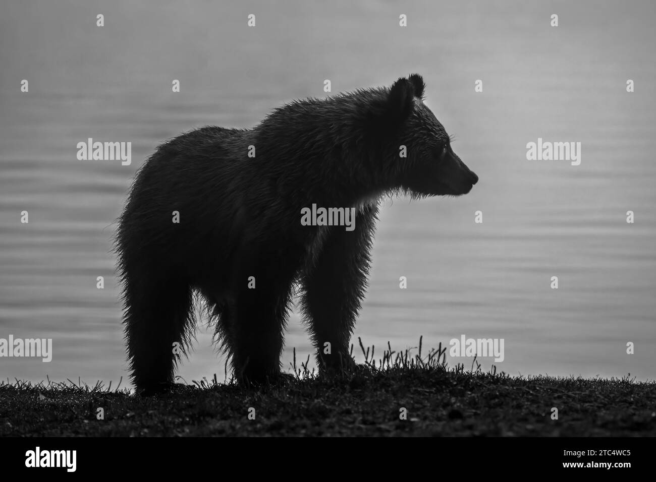 Grizzly cub silhouetted early morning, Chilko Lake, BC Stock Photo