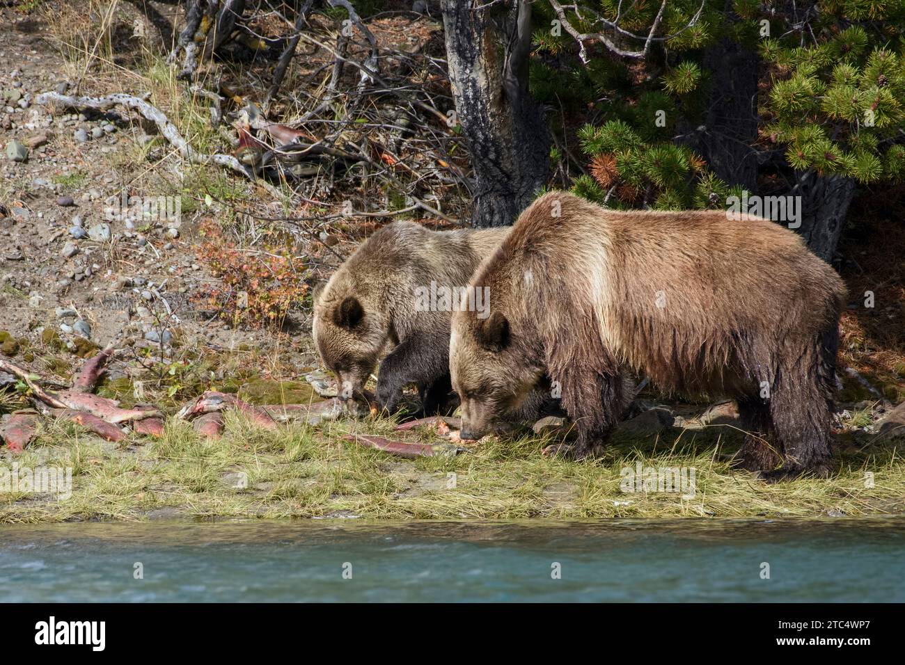 Grizzly mother and cub feeding side by side on salmon carcasses on the shores of Chilko Lake, BC Stock Photo