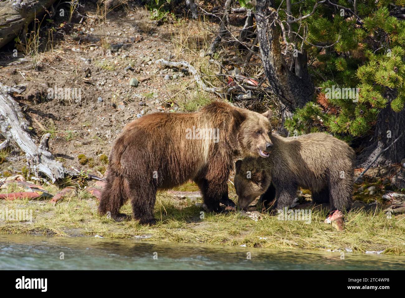 Mother grizzly watches over her cub at they feed on salmon carcass, Chilko Lake, BC Stock Photo