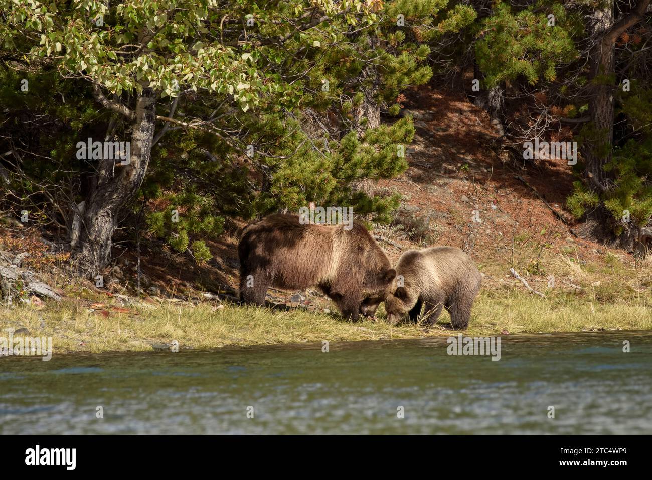 Mother grizzly and cub feeding on salmon carcasses on the shores of Chilko Lake, BC Stock Photo