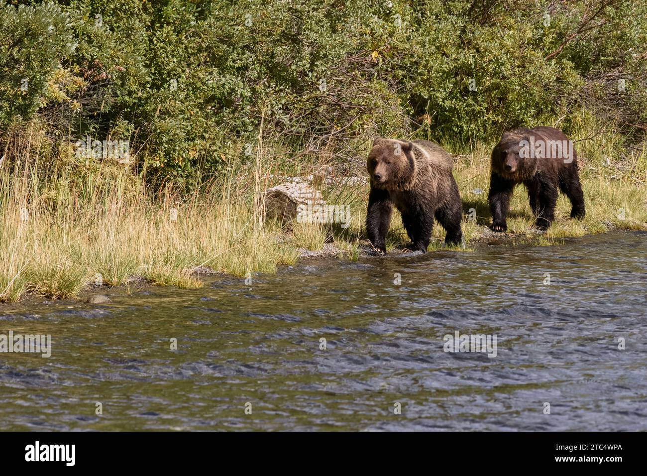 Grizzly siblings just out of the water, Chilko Lake, BC Stock Photo