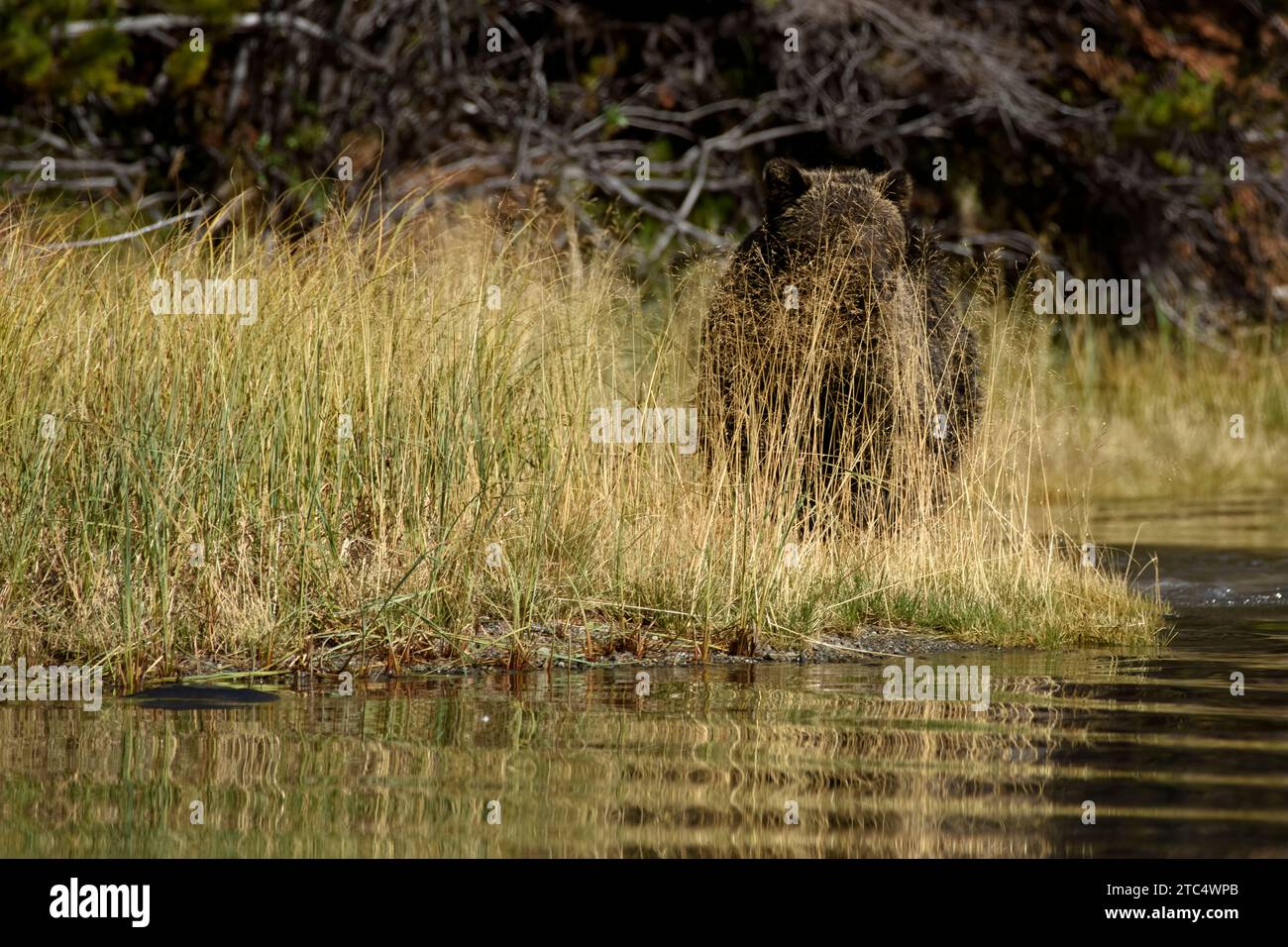 Grizzly bear peeking out from the tall sedge grass, Chilko River, BC Stock Photo