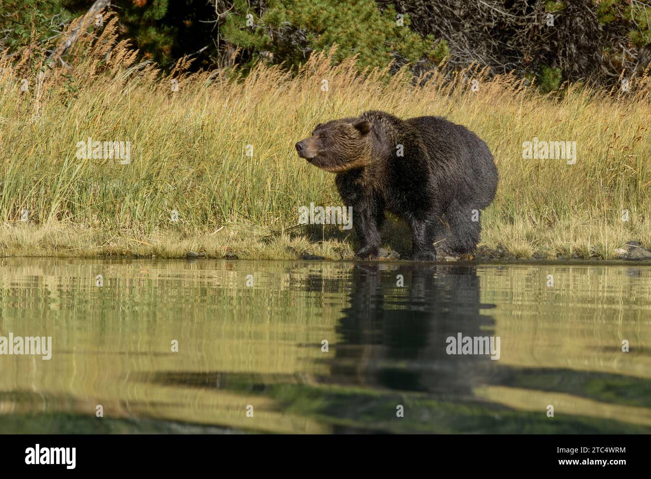 Wet grizzly bear shaking off after a swim, Chilko River, BC Stock Photo