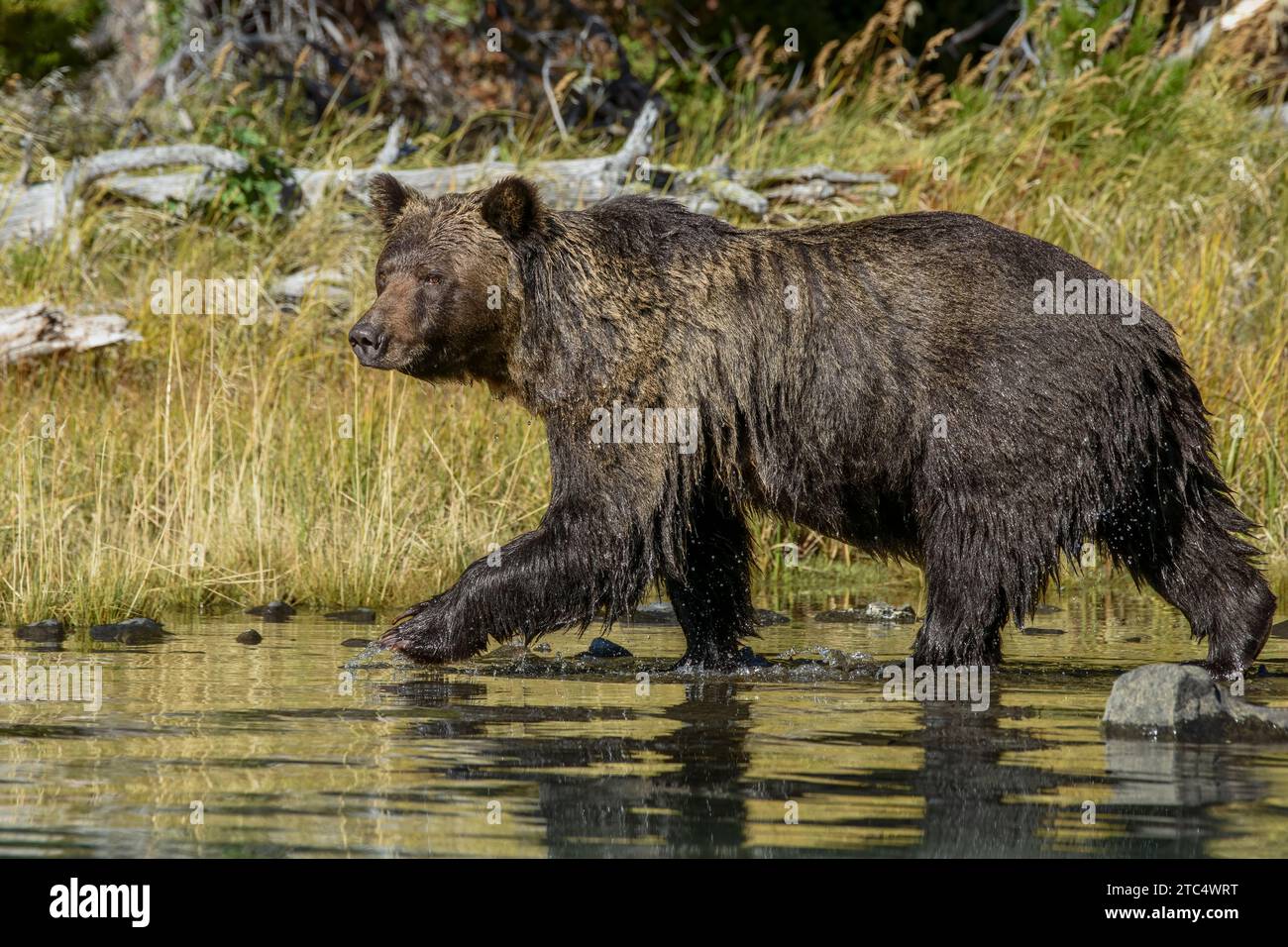 Grizzly bear by the river's edge on the lookout for salmon, Chilko River, BC Stock Photo