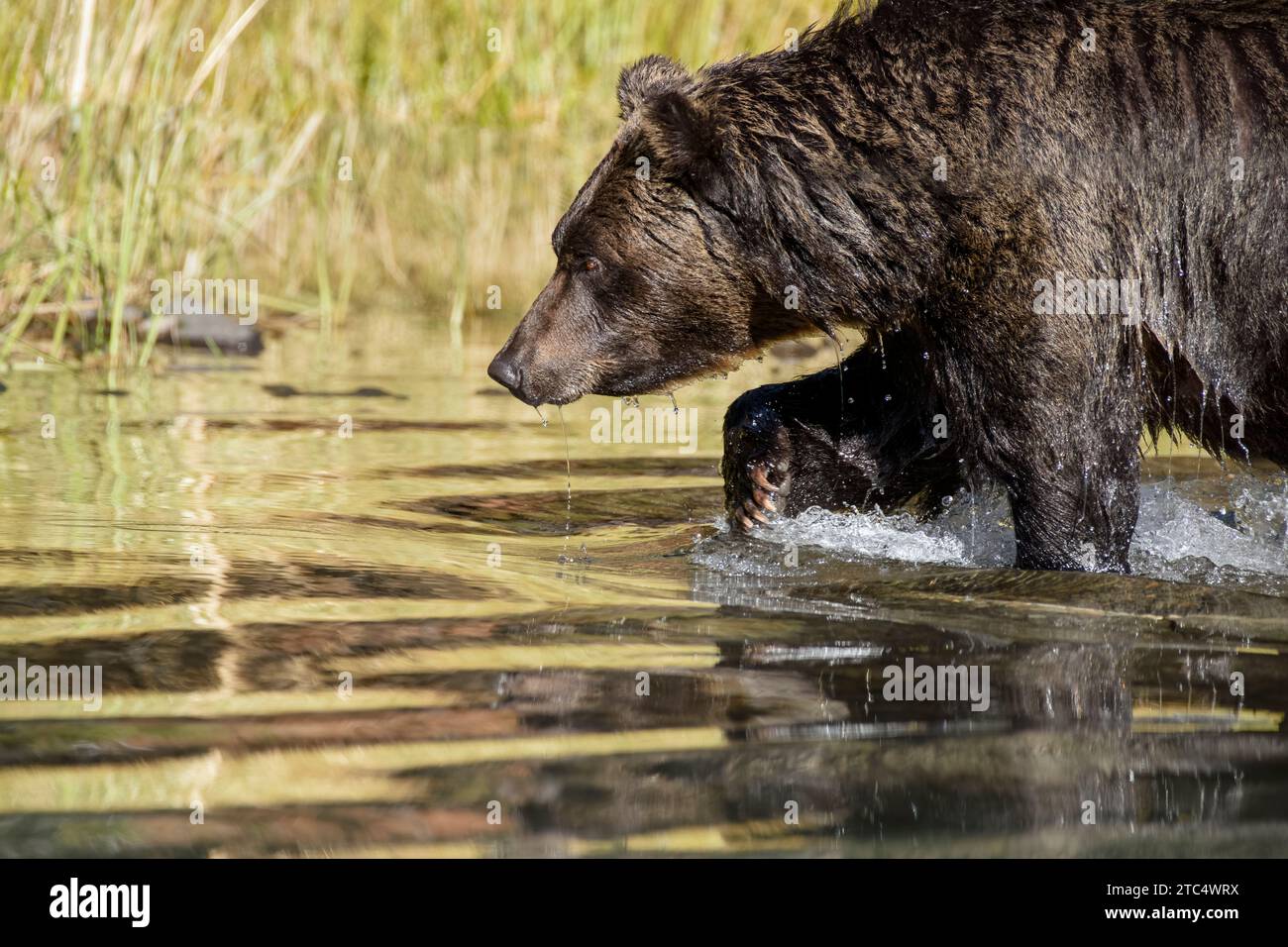 Grizzly bear on the prowl, Chilko River, BC Stock Photo