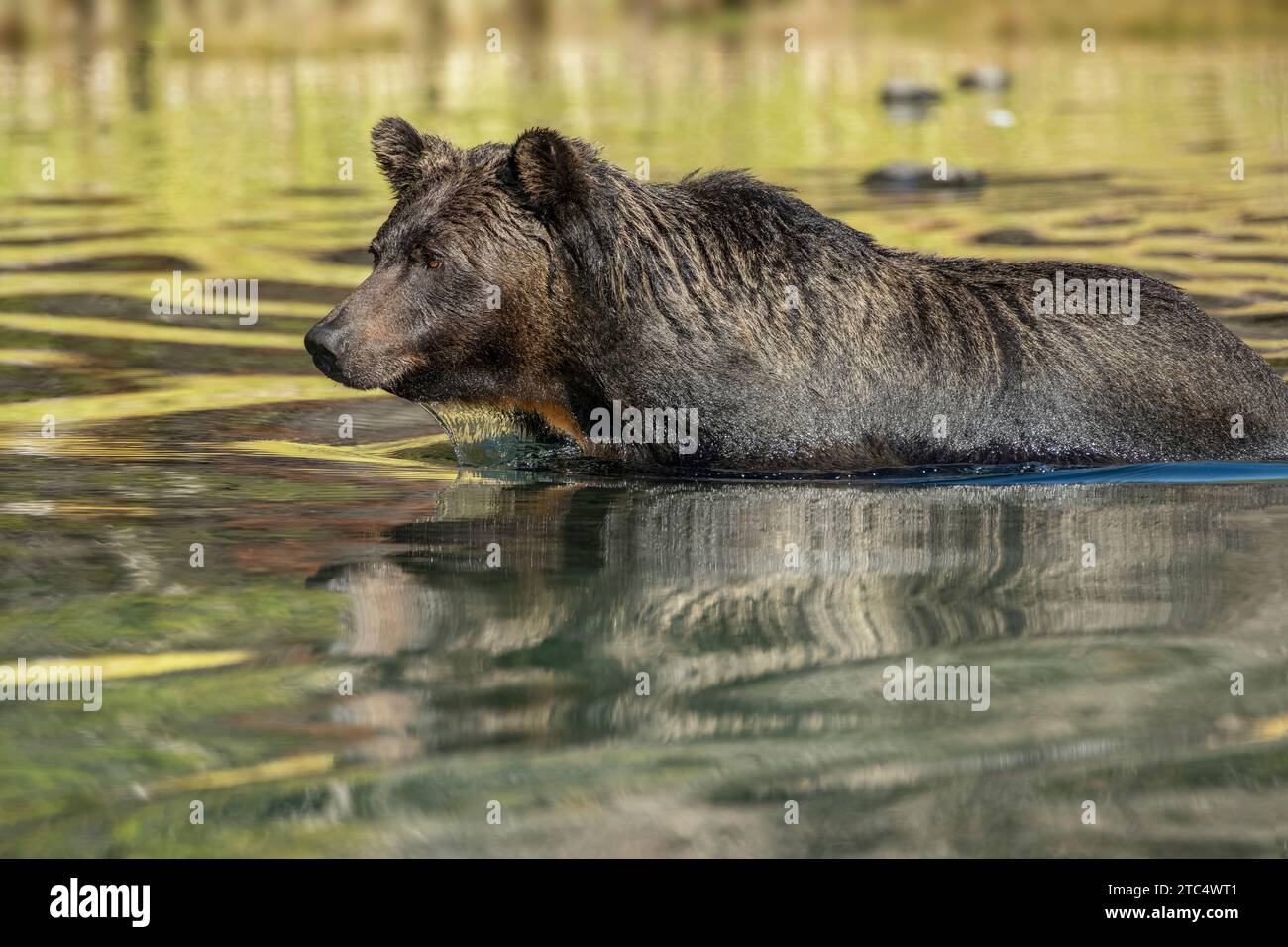 Fishing grizzly bear dripping water, Chilko River, BC Stock Photo
