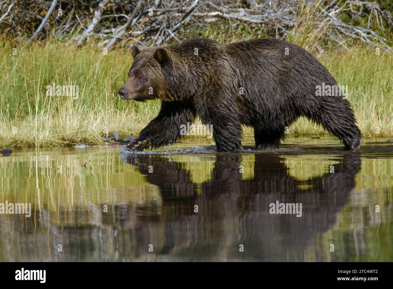 Running, reflected grizzly bear, Chilko River, BC Stock Photo