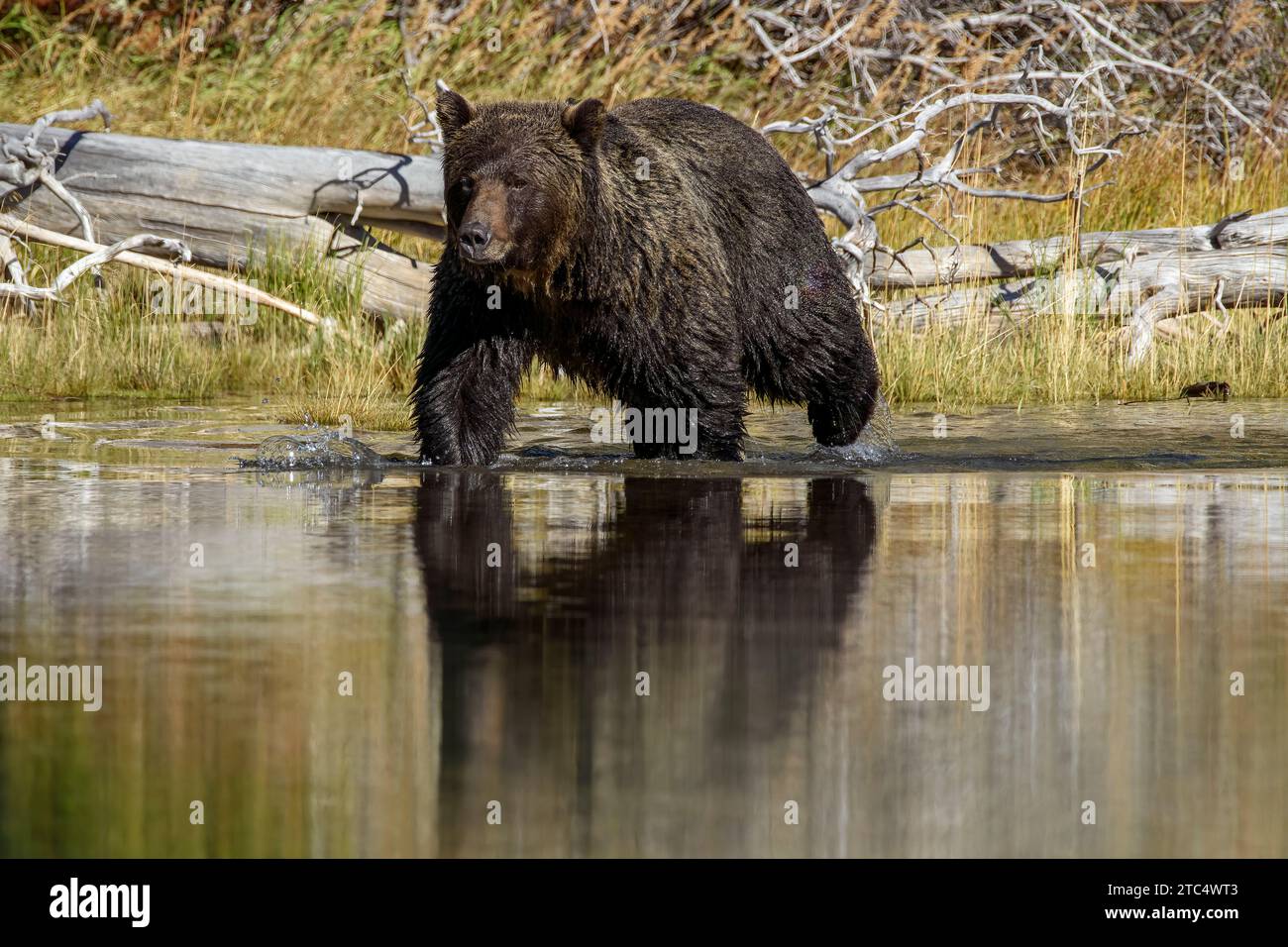 Reflected wet grizzly bear running along the shore line, Chilko River, BC Stock Photo