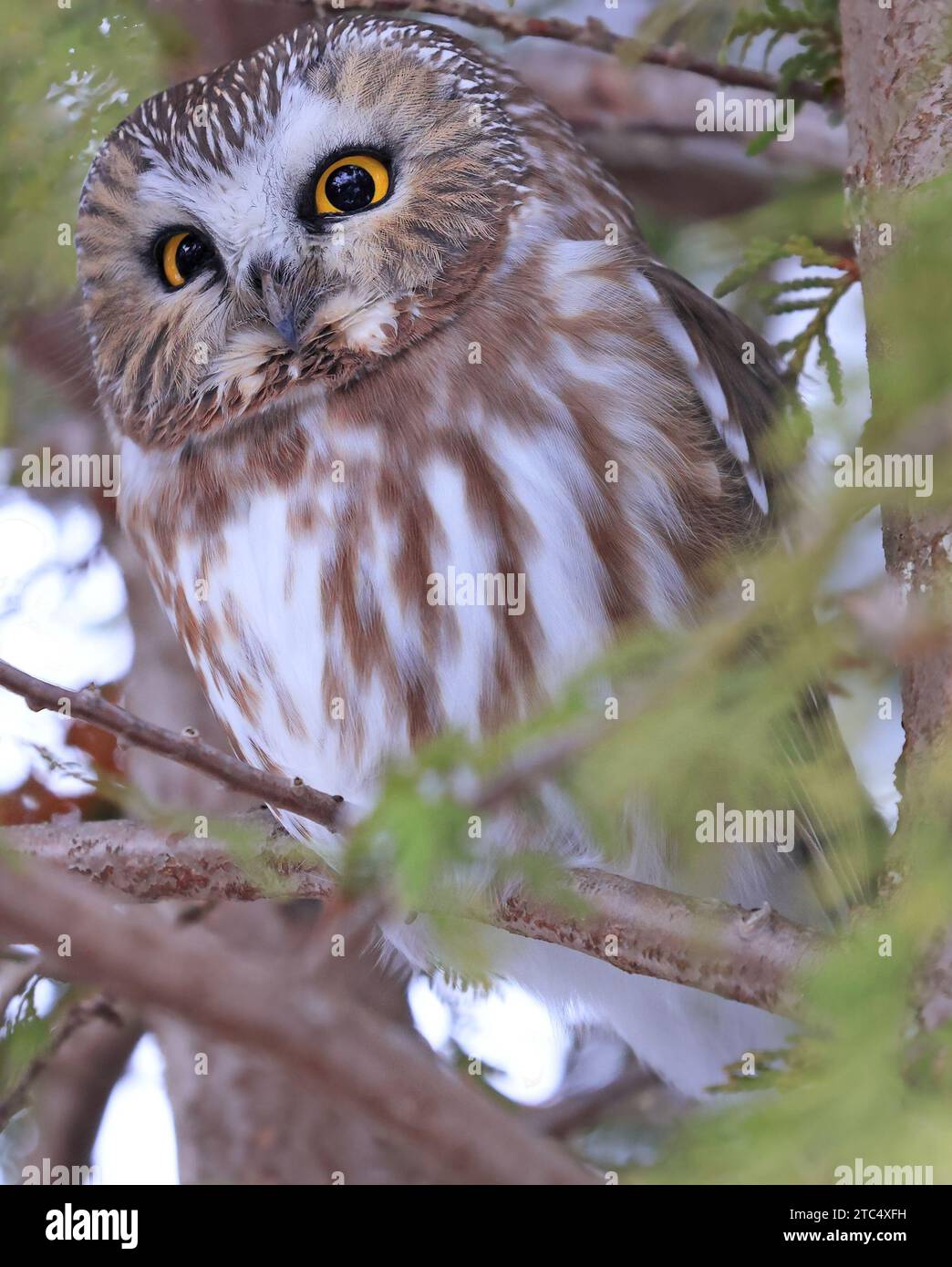 Northern Saw-whet Owl standing on a tree branch, Quebec, Canada Stock Photo
