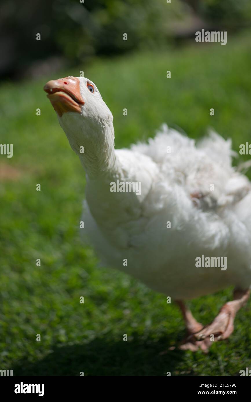 Goose charging towards viewer aggressively defending it's territory Stock Photo