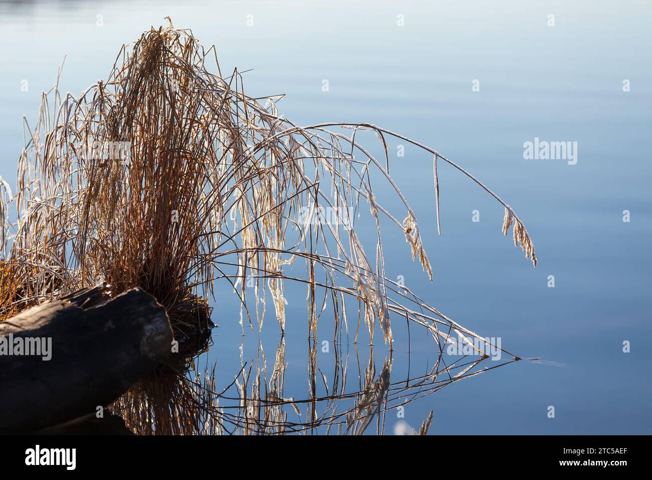 Yellowed autumn grass covered with frost leans into the water Stock Photo