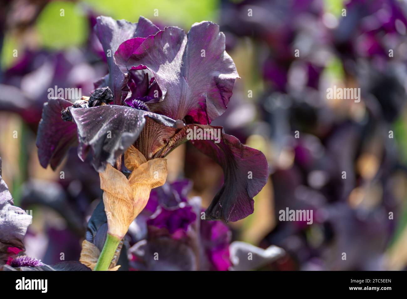 Dark purple bearded iris flower close up Stock Photo