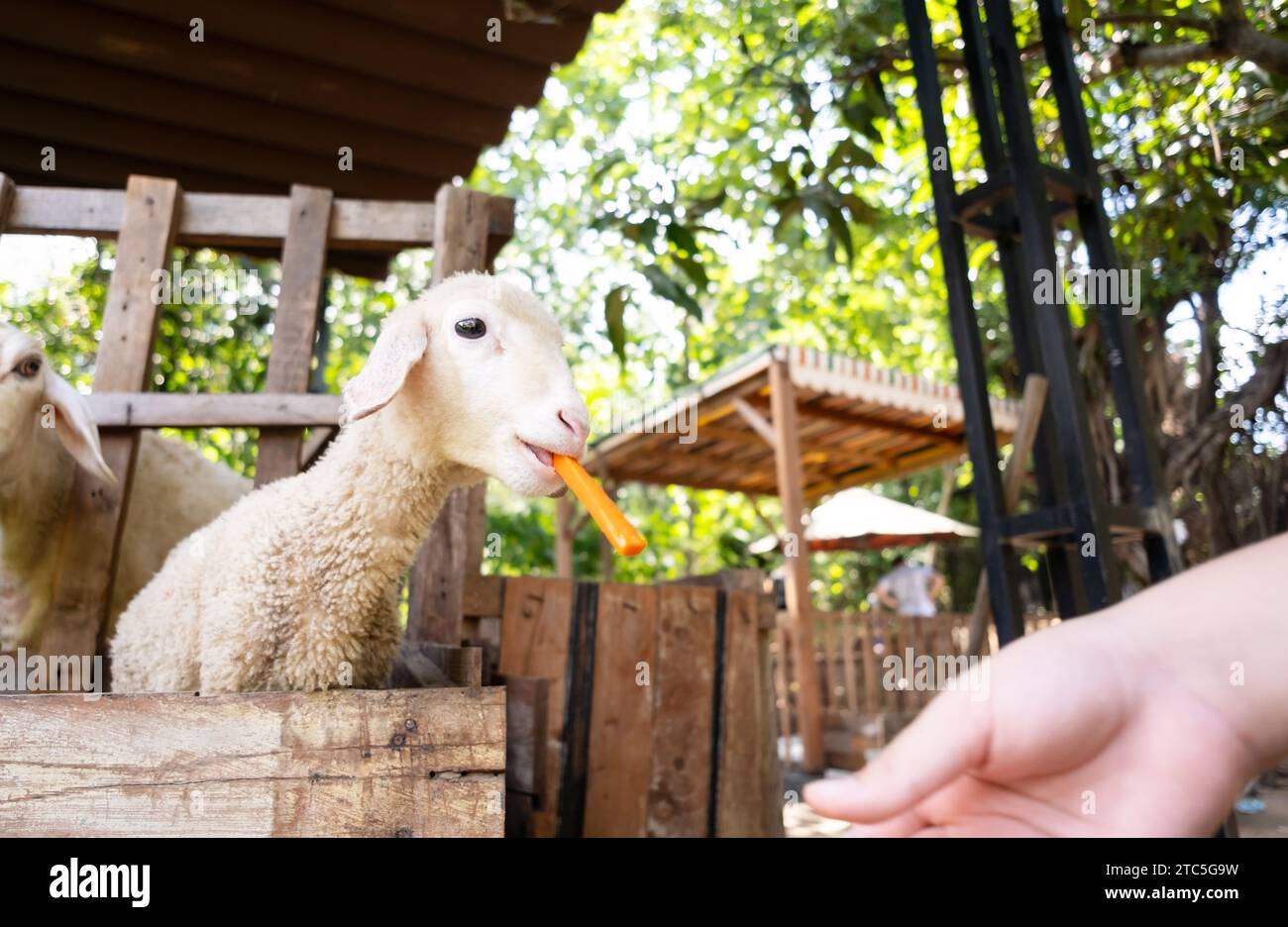 Child is feeding and petting cute little lamb at the zoo Stock Photo ...