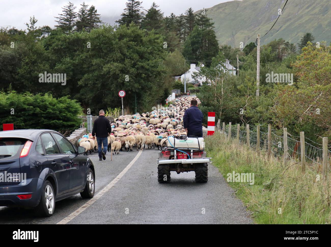 Leenane - Pastori con gregge sulla strada del Connemara Stock Photo