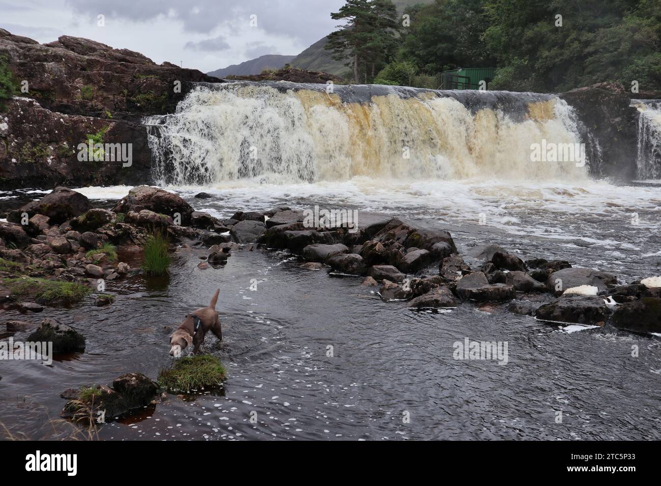 Leenane - Cane alle Aasleagh Falls sul Erriff River Stock Photo