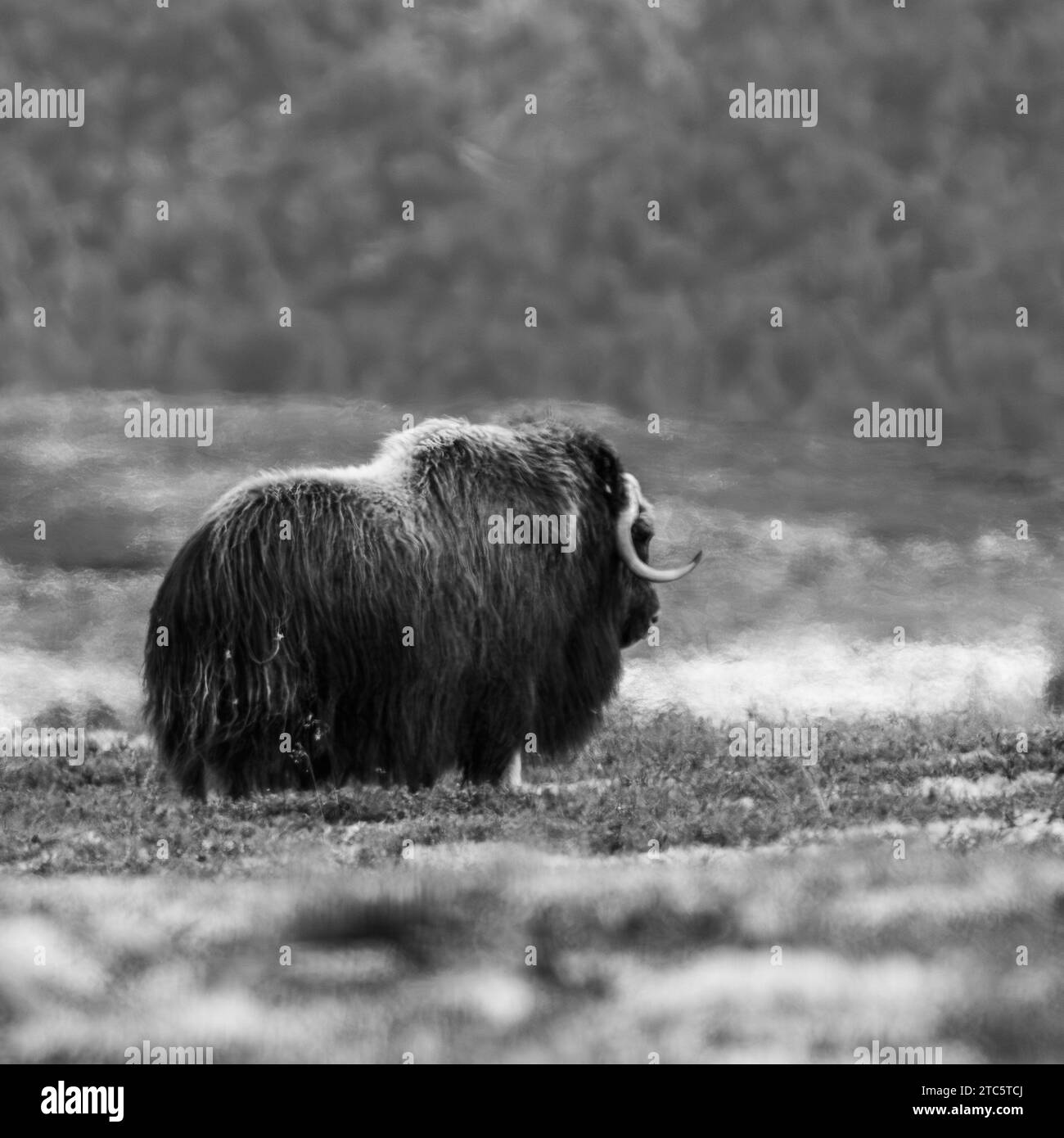 A large Norwegian musk ox (Ovibos moschatus) standing in a grassy meadow, in grayscale Stock Photo