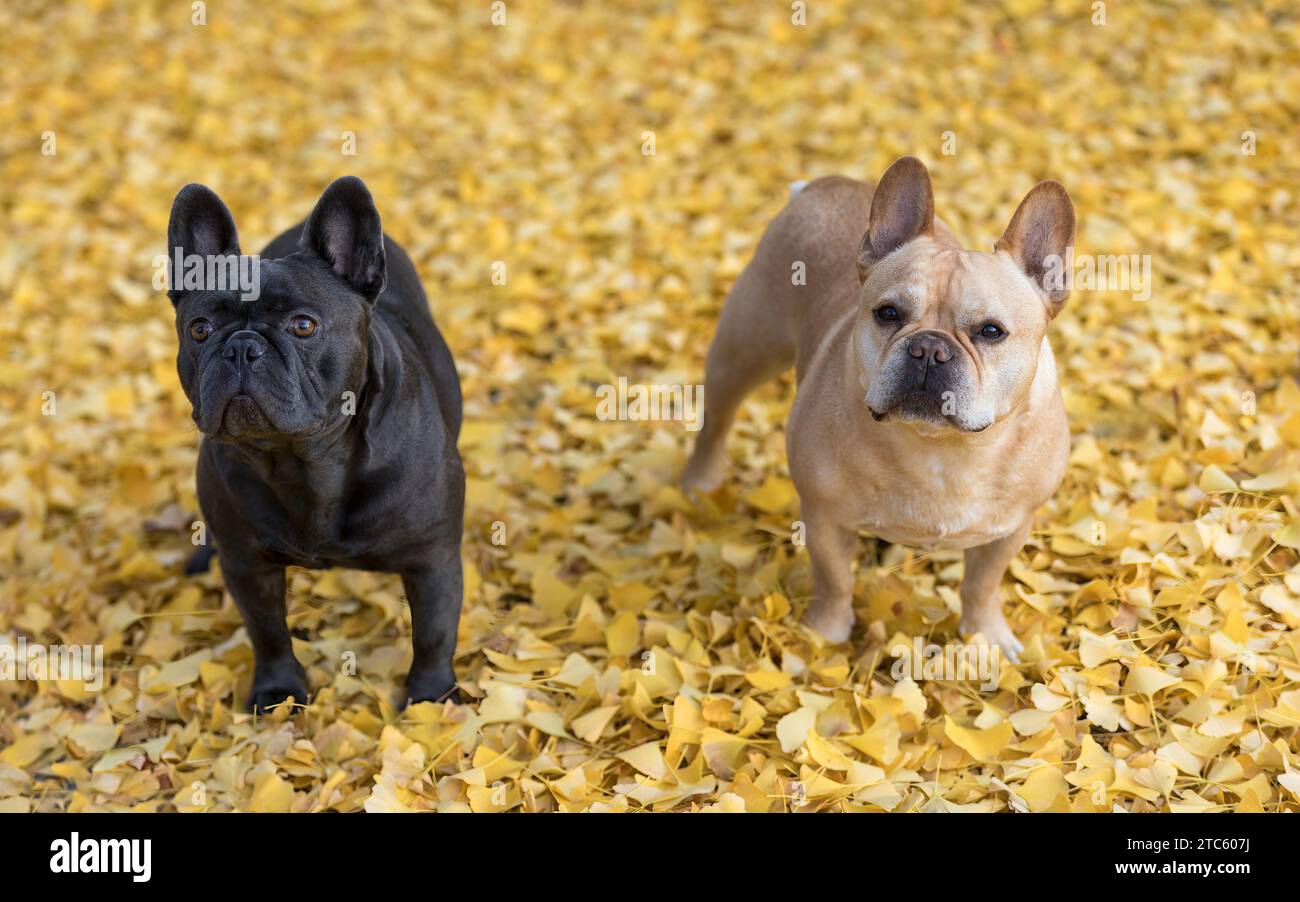 Blue and Tan Frenchie Buddies Standing Under a Gingko Biloba Tree in autumn Stock Photo Alamy