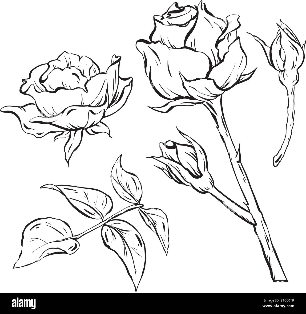 2024 Rose Stock Vector Images Alamy 2024-rose-stock-vector-images-alamy