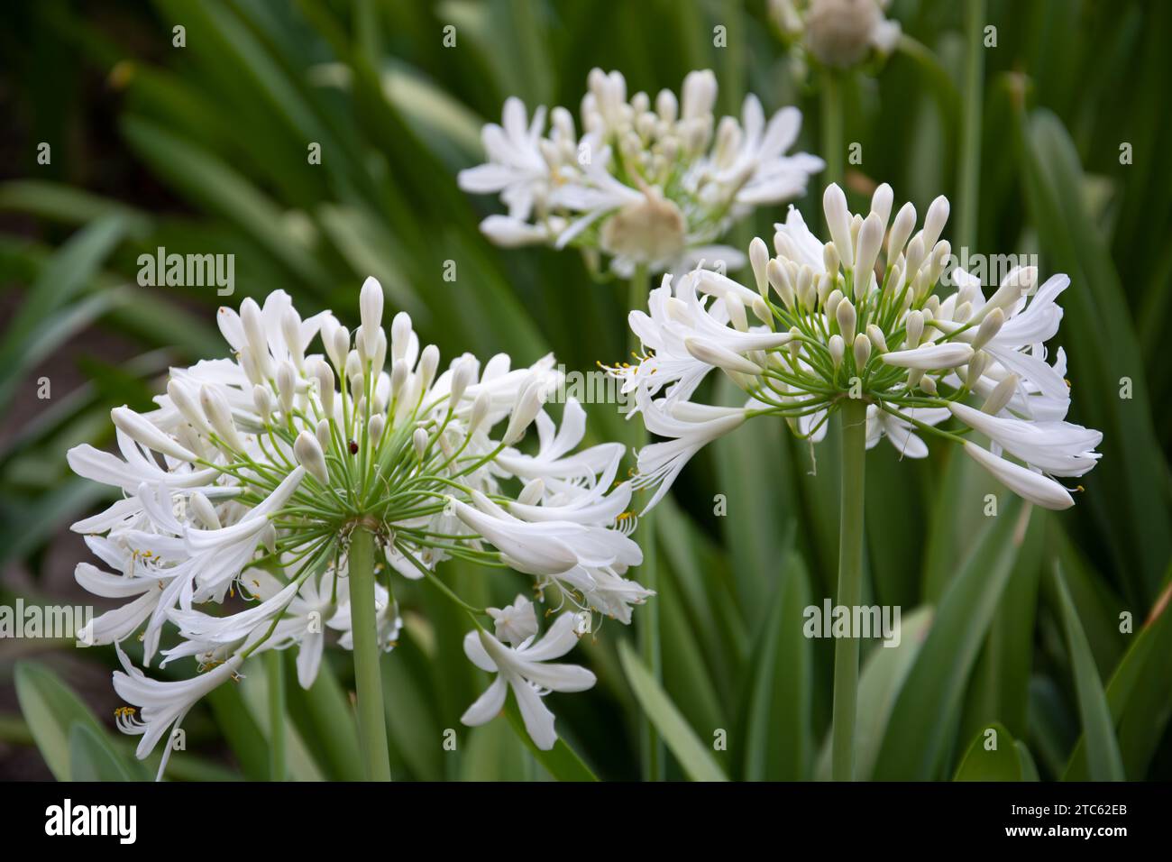 A close-up of bright African Lilly flowers with a few green stems against lush greenery Stock Photo