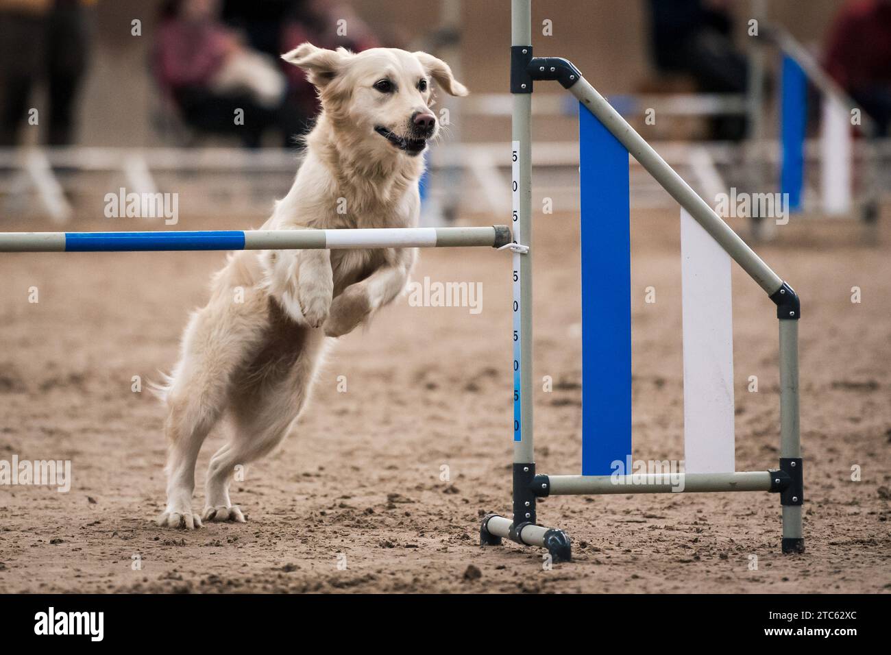 The dog overcomes the obstacle during the agility competition. Stock Photo