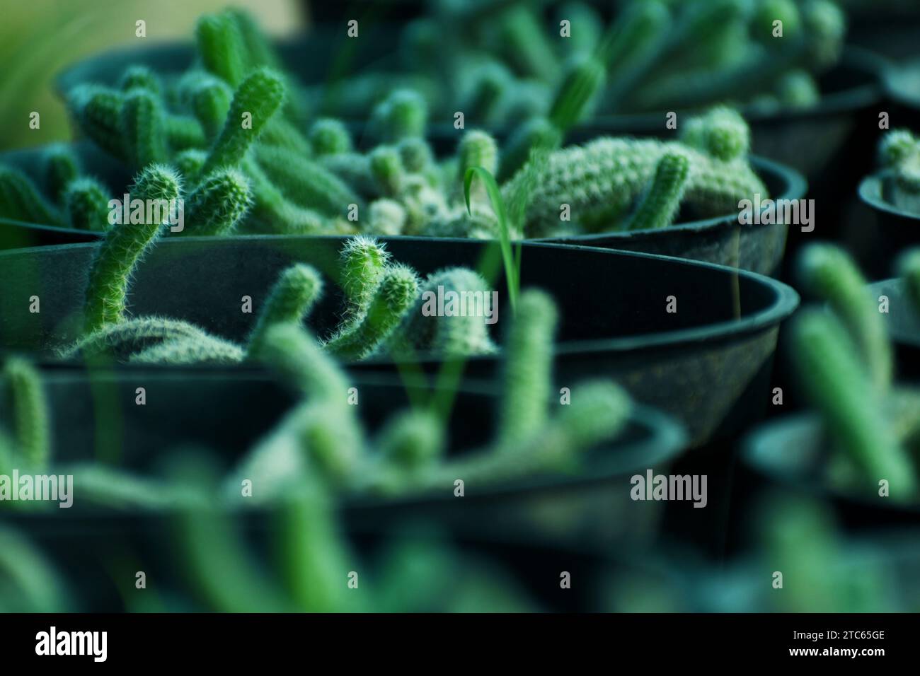 Rare plants nursery hi-res stock photography and images - Page 15 - Alamy