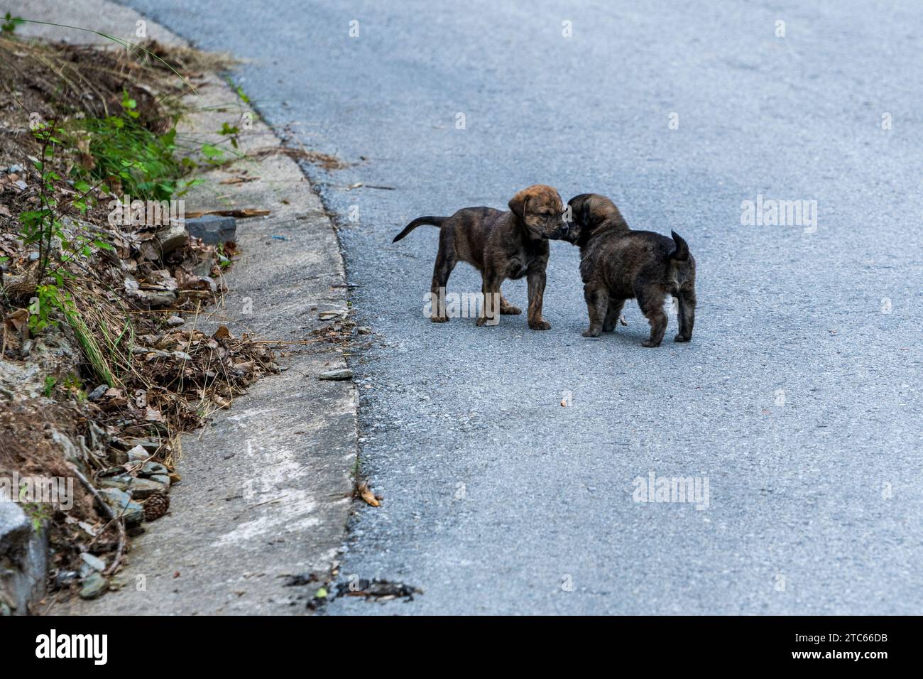 Two little puppies on the asphalt road.Furry friends. Taking care of each other. Cruel world, concept. Cao de castro laboreiro dog breed. Stock Photo