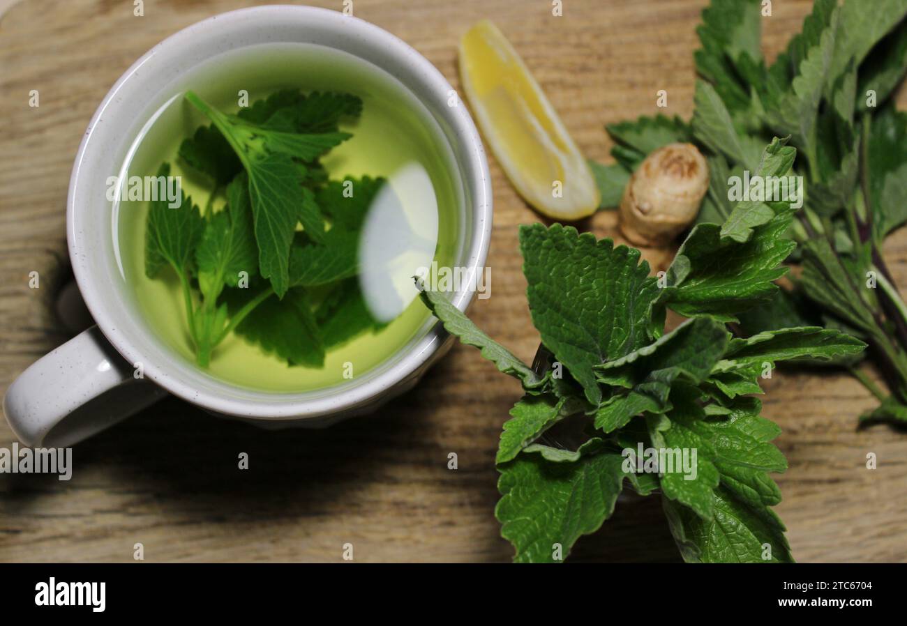 Bunch of fresh mint, slices of lemon and ginger near a cup of mint tea top view detailed photo Stock Photo