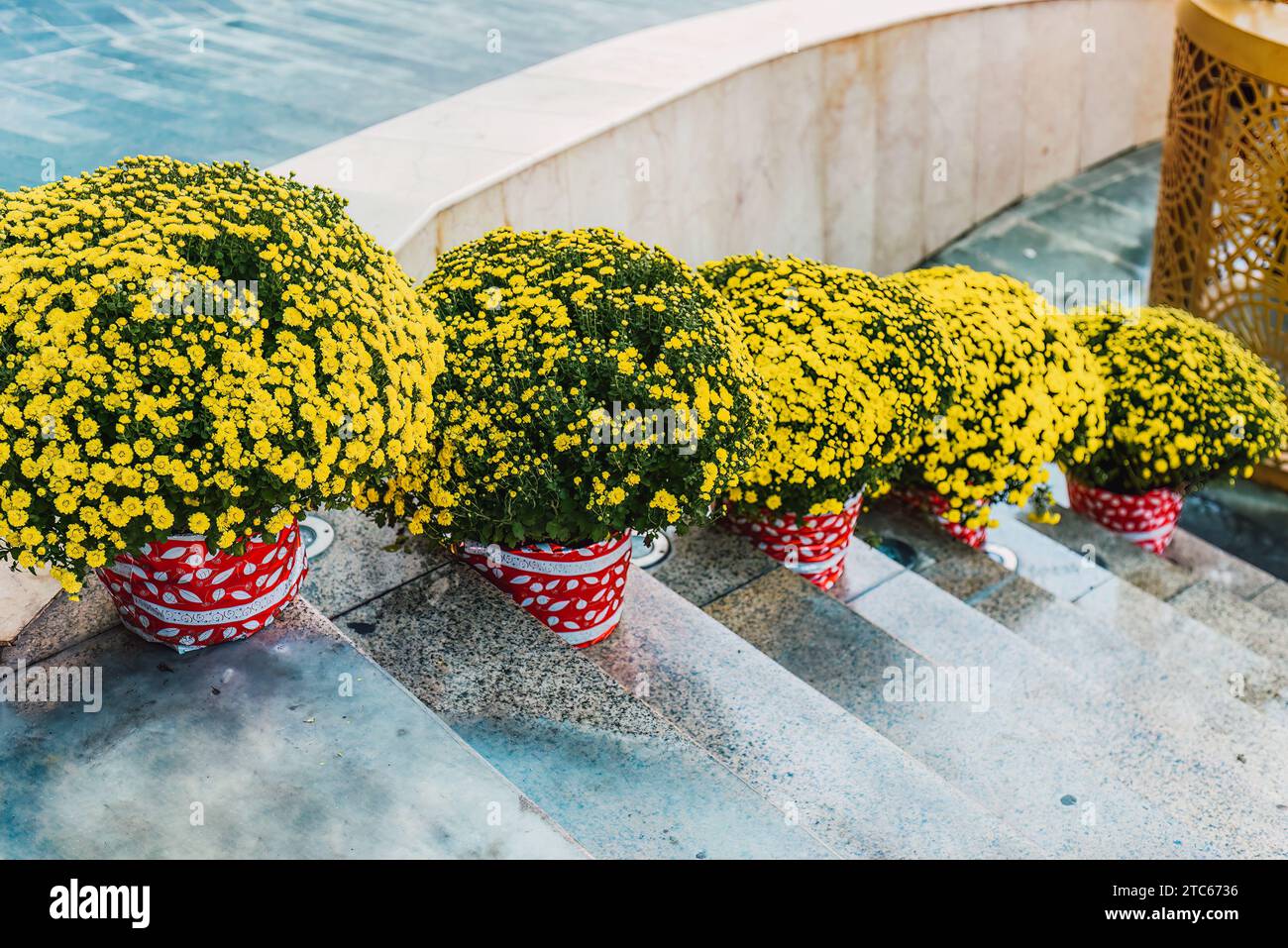 decoration and chrysanthemums flowers as symbol of wealth for Tet Lunar New Year Stock Photo