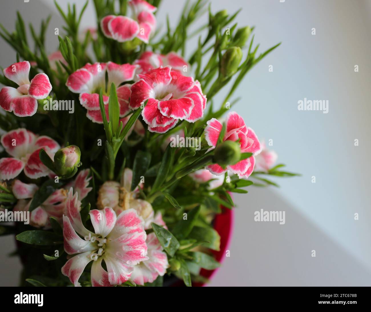 Flowering Small Carnation Bunch In A Flower Pot On White Background Top View Stock Photo