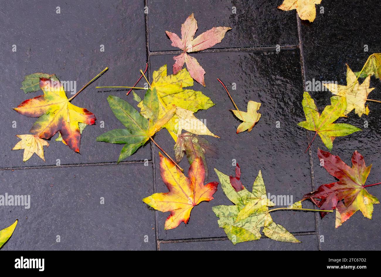 A variety of coloured autumn leaves fallen to the pavement Stock Photo ...