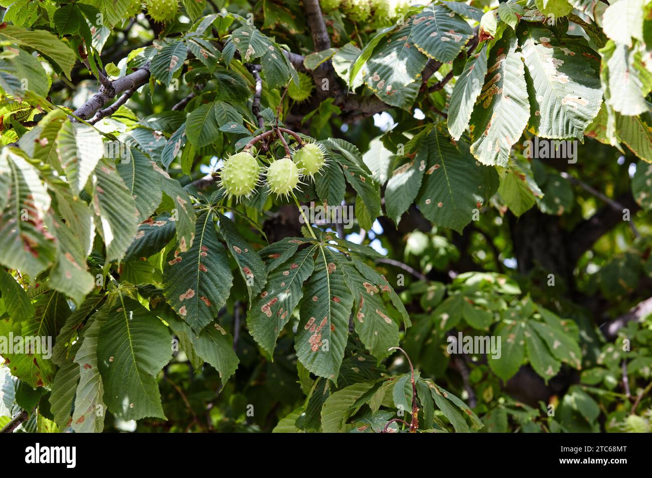 Abstract image of ripe chestnut in autumn park. Horsechestnuts on