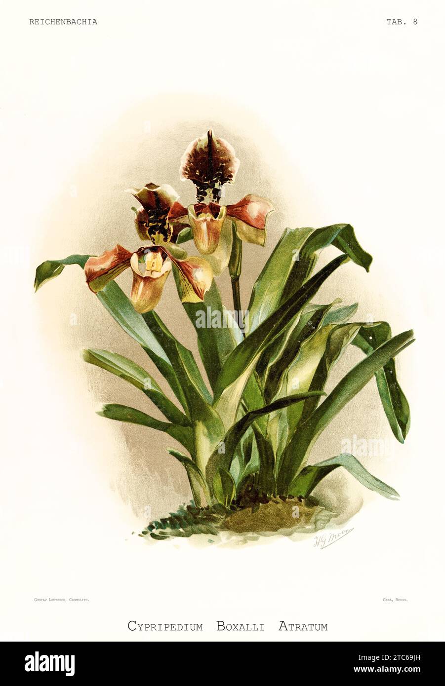 Old illustration of  Boxall's Paphiopedilum (Paphiopedilum boxalli). Reichenbachia, by F. Sander. St. Albans, UK, 1888 - 1894 Stock Photo
