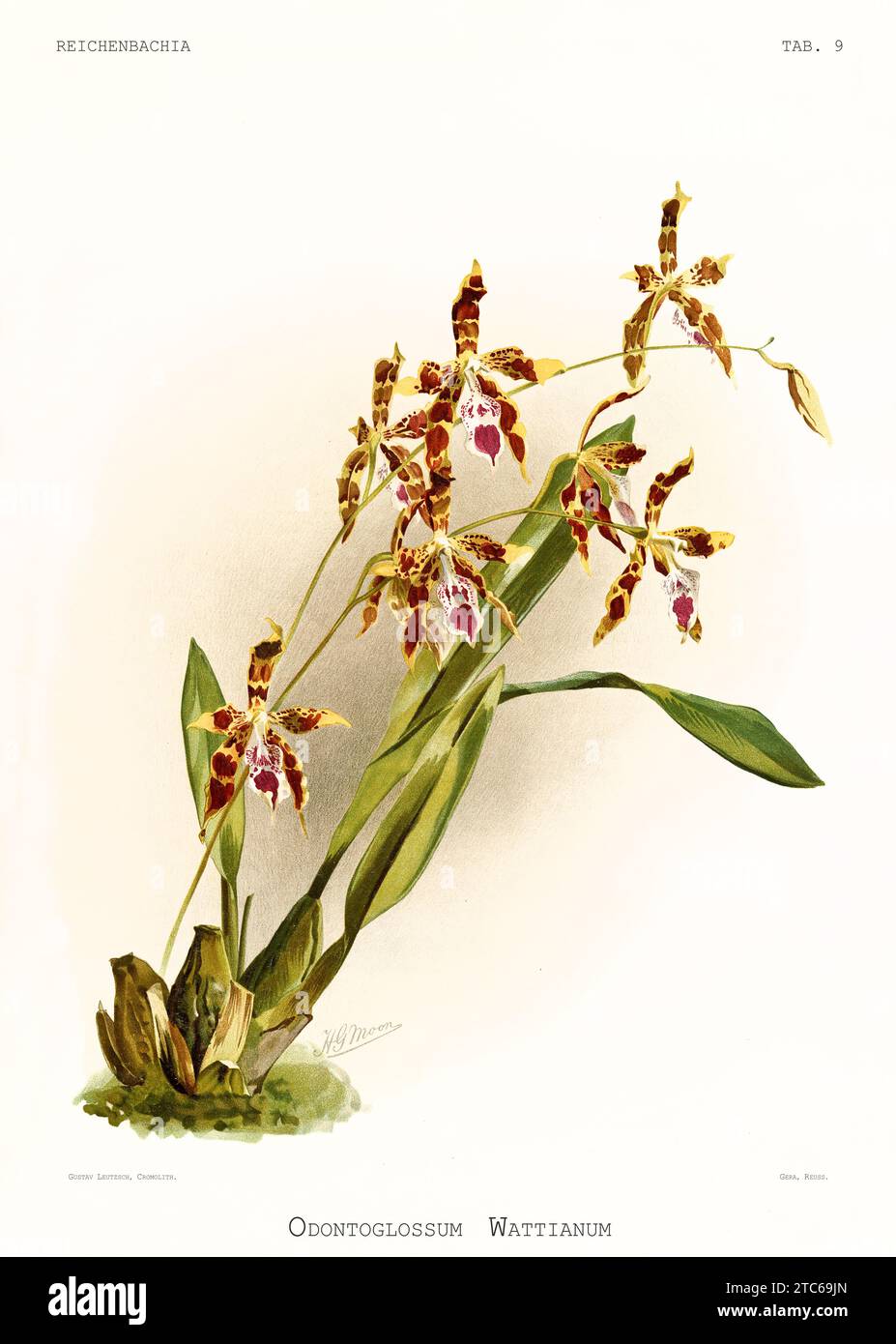 Old illustration of  Wyatt's Odontoglossum (Oncidium wyattianum). Reichenbachia, by F. Sander. St. Albans, UK, 1888 - 1894 Stock Photo