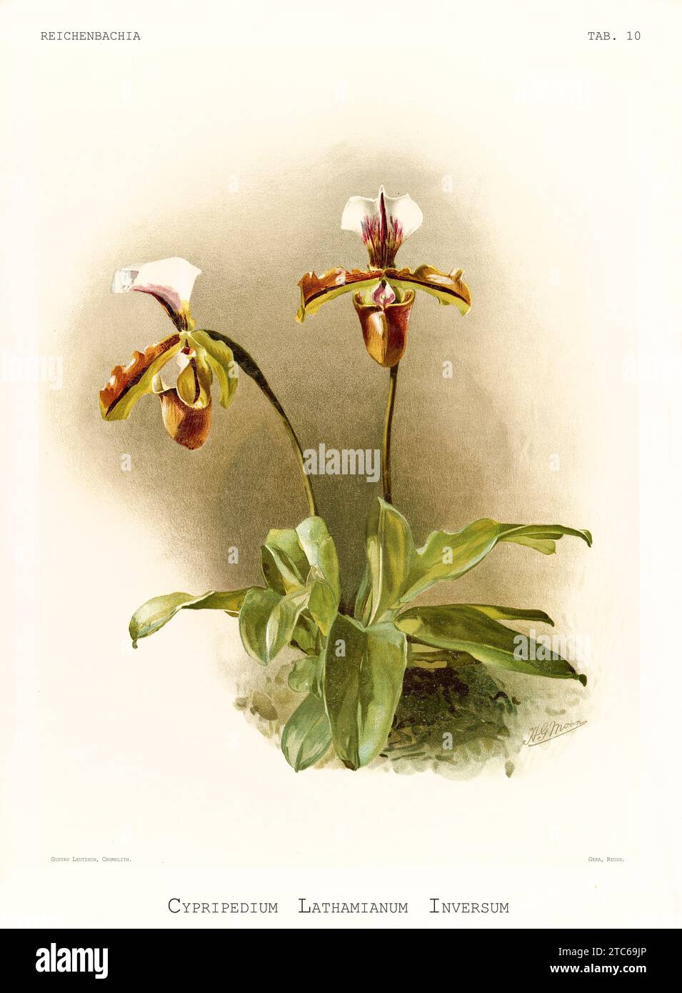 Old illustration of  Cypripedium x lathamii. Reichenbachia, by F. Sander. St. Albans, UK, 1888 - 1894 Stock Photo