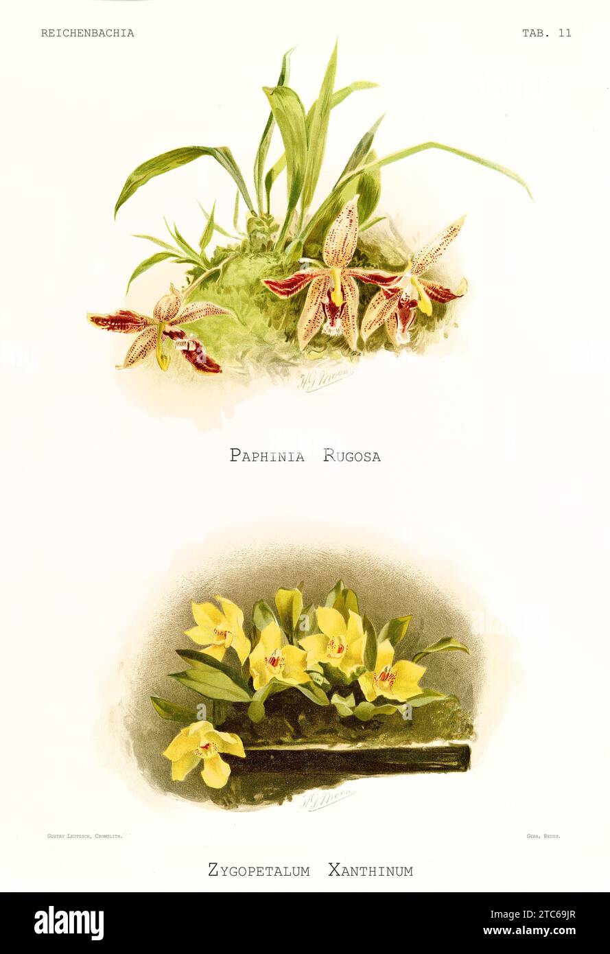 Wrinkly Paphinia (Papinia rugosa) and Yellow Promenaea (Promenaea xanthina). Reichenbachia, by F. Sander. St. Albans, UK, 1888 - 1894 Stock Photo