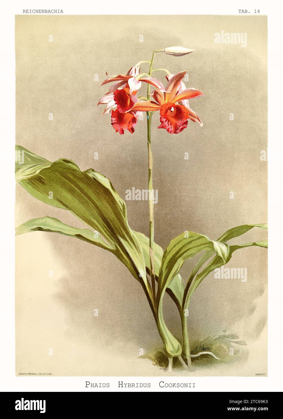 Old illustration of  Phaius hybridus cooksonii. Reichenbachia, by F. Sander. St. Albans, UK, 1888 - 1894 Stock Photo