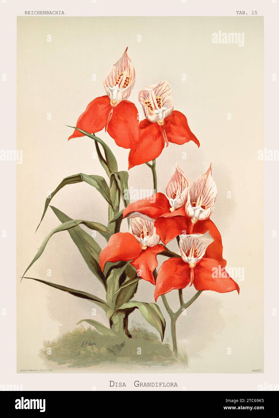 Old illustration of  Red Disa (Disa uniflora). Reichenbachia, by F. Sander. St. Albans, UK, 1888 - 1894 Stock Photo