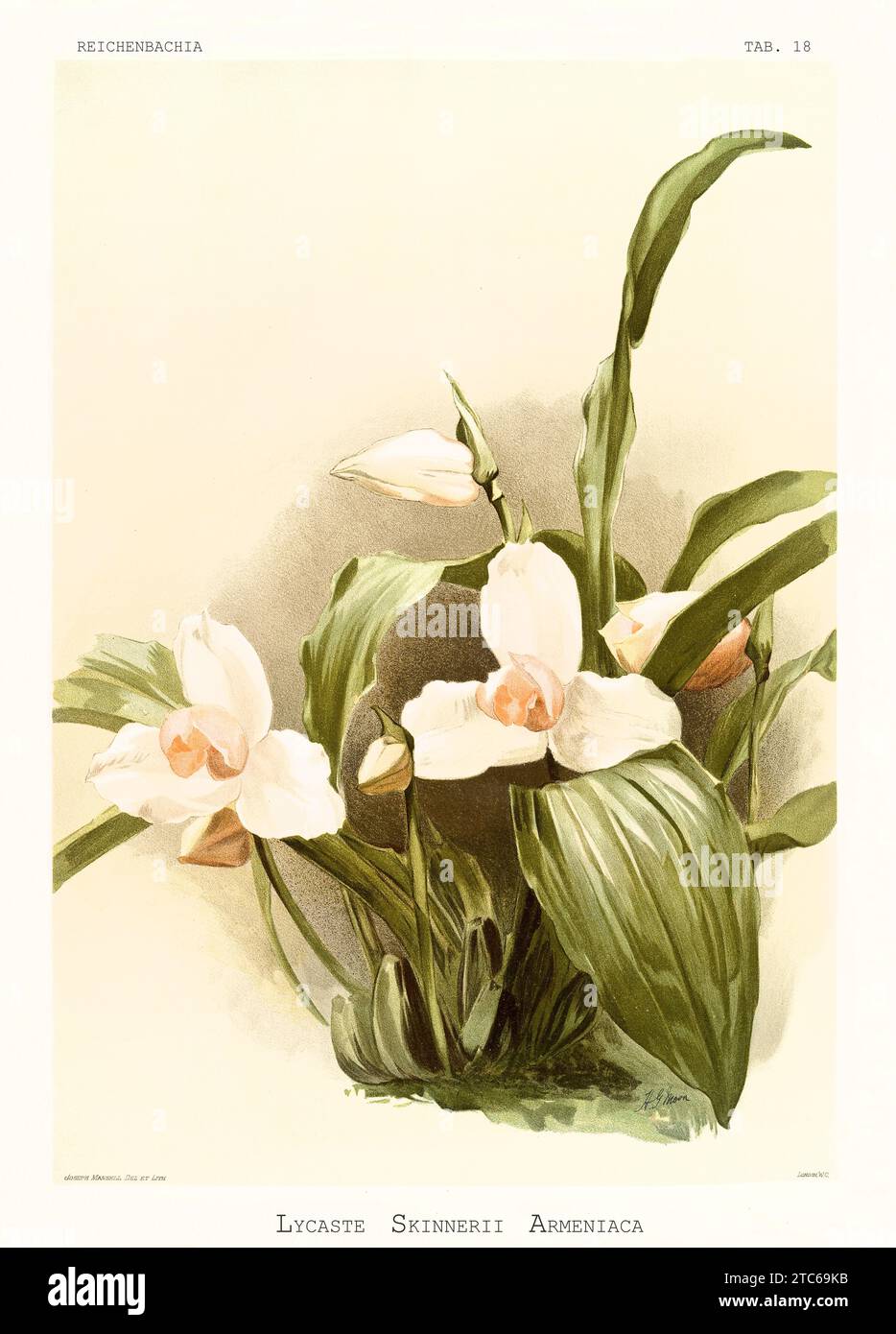 Old illustration of  White Nun Orchid (Lycaste skinneri). Reichenbachia, by F. Sander. St. Albans, UK, 1888 - 1894 Stock Photo