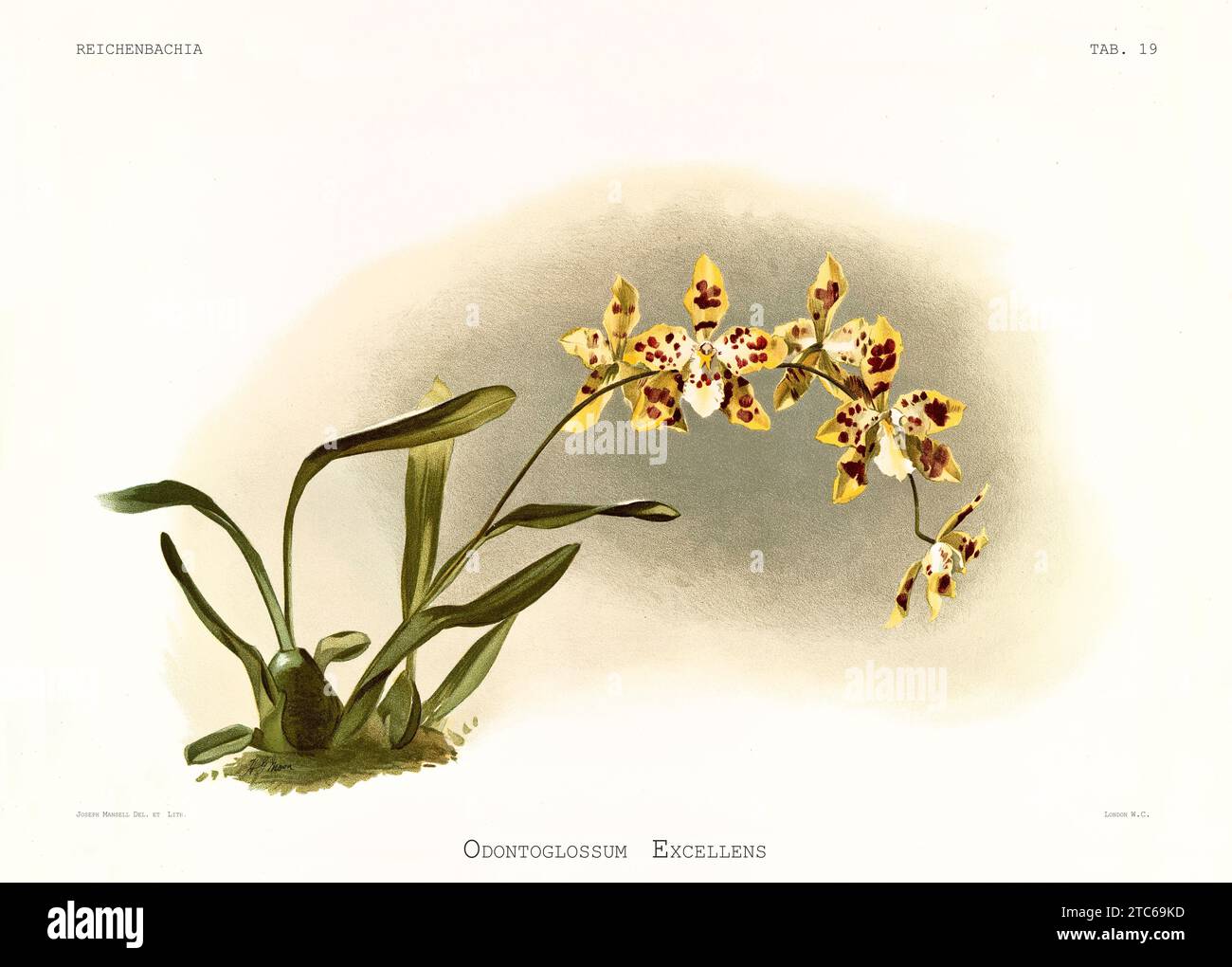 Old illustration of  Oncidium x excellens. Reichenbachia, by F. Sander. St. Albans, UK, 1888 - 1894 Stock Photo