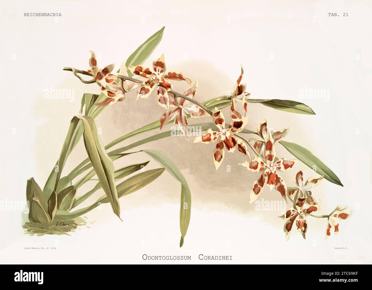 Old illustration of  Oncidium x coradinei. Reichenbachia, by F. Sander. St. Albans, UK, 1888 - 1894 Stock Photo