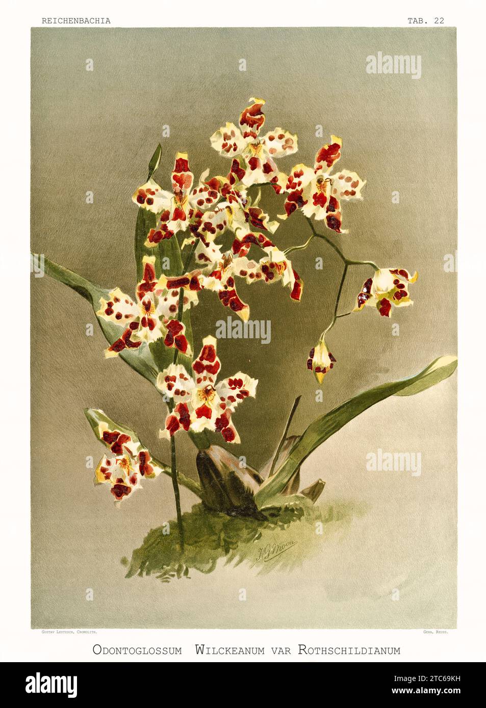 Old illustration of  Oncidium x wilckeanum. Reichenbachia, by F. Sander. St. Albans, UK, 1888 - 1894 Stock Photo