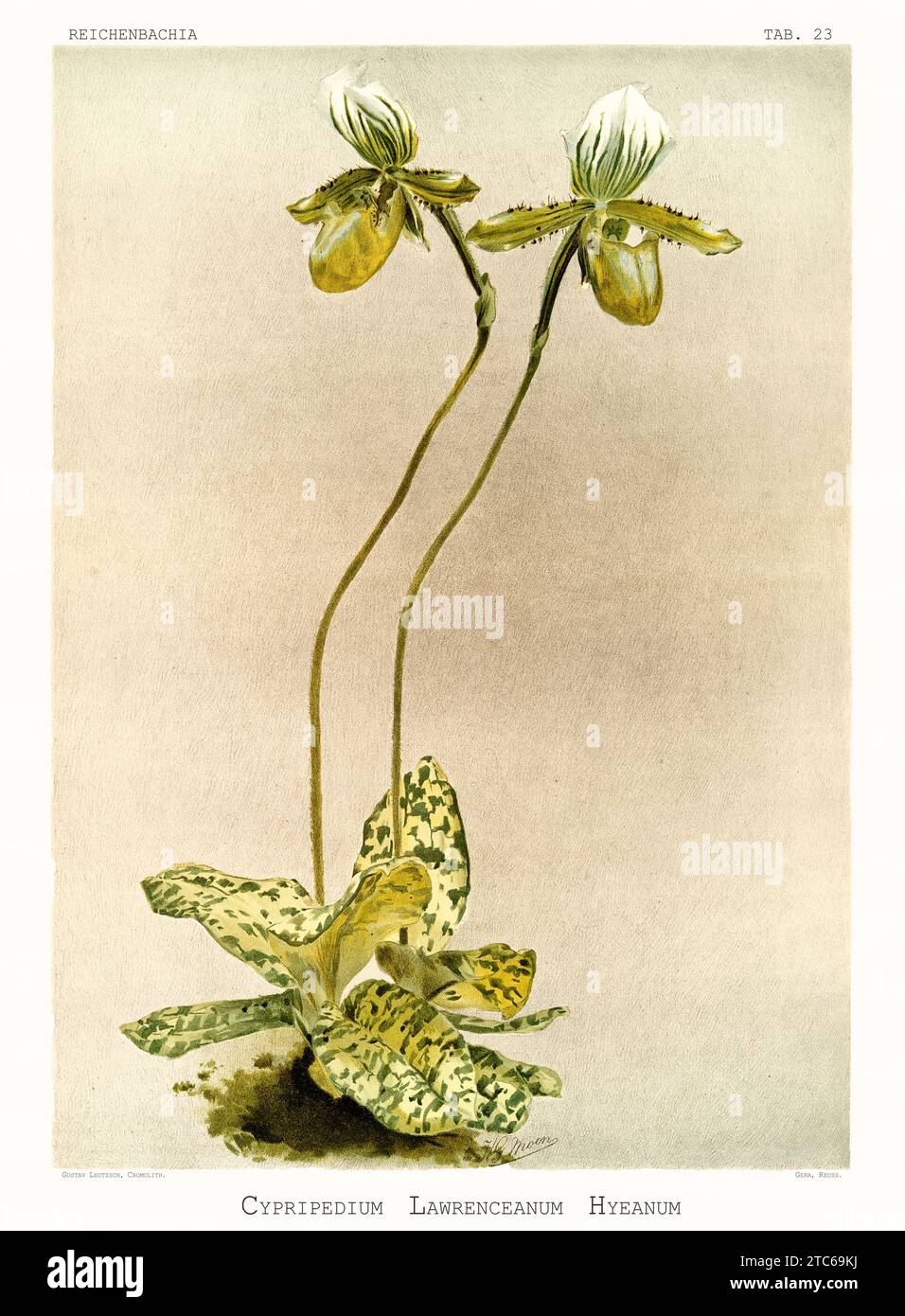 Old illustration of  Lawrence's Paphiopedilum (Paphiopedilum lawrenceanum). Reichenbachia, by F. Sander. St. Albans, UK, 1888 - 1894 Stock Photo