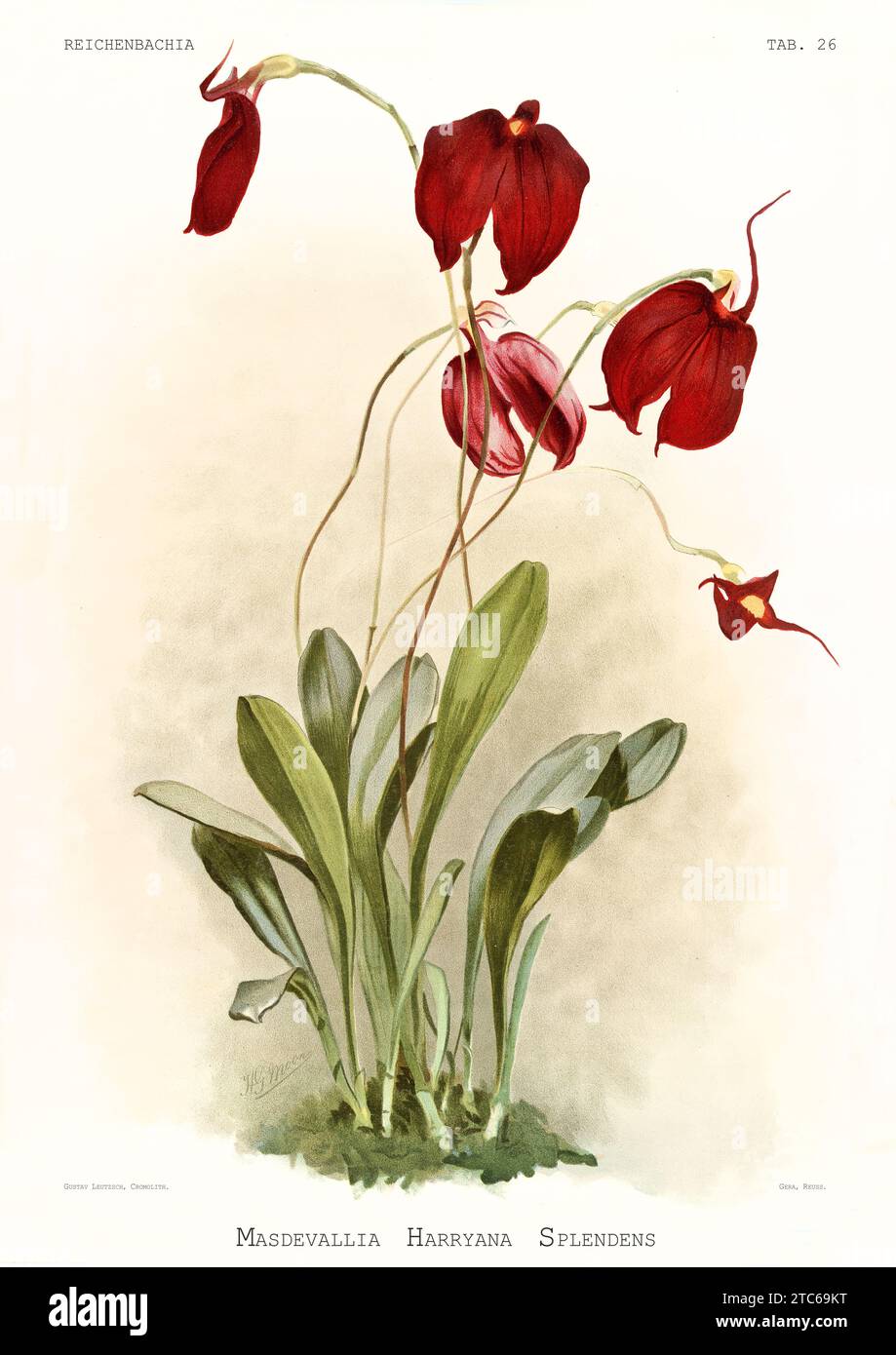 Old illustration of Little Flag (Masdevallia coccinea). Reichenbachia, by F. Sander. St. Albans, UK, 1888 - 1894 Stock Photo