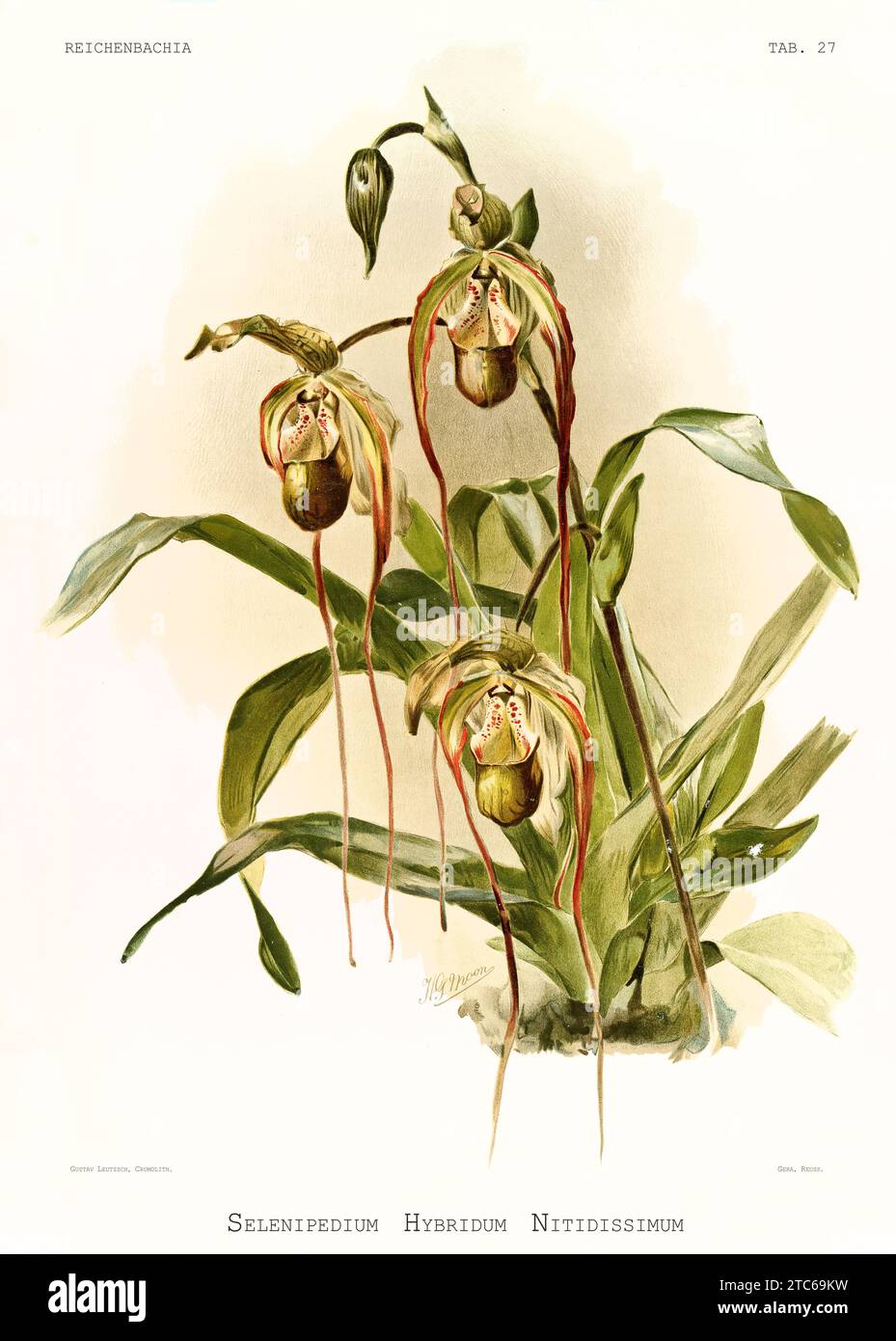 Old illustration of Cypripedium x nitidissimus. Reichenbachia, by F. Sander. St. Albans, UK, 1888 - 1894 Stock Photo