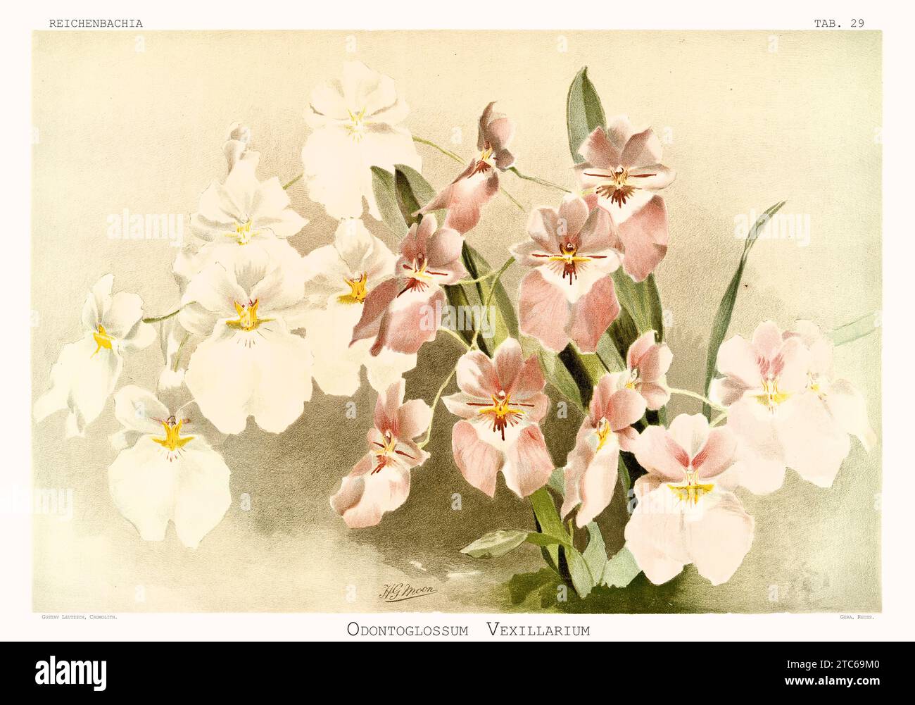 Old illustration of Flag-Like Miltoniopsis (Miltoniopsis vexillaria). Reichenbachia, by F. Sander. St. Albans, UK, 1888 - 1894 Stock Photo