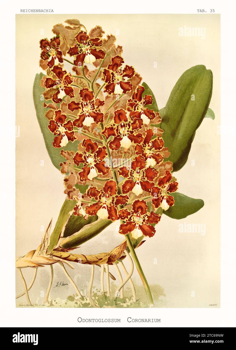 Old illustration of Oncidium candelabrum. Reichenbachia, by F. Sander. St. Albans, UK, 1888 - 1894 Stock Photo