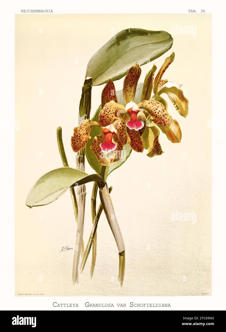 Old illustration of Schofield's Cattleya (Cattleya schofieldiana). Reichenbachia, by F. Sander. St. Albans, UK, 1888 - 1894 Stock Photo