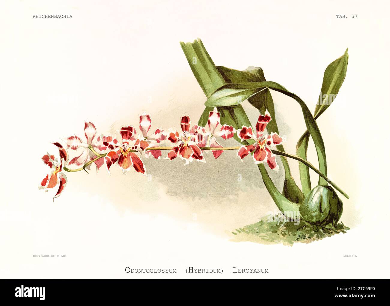 Old illustration of Oncidium x wilckeanum. Reichenbachia, by F. Sander. St. Albans, UK, 1888 - 1894 Stock Photo